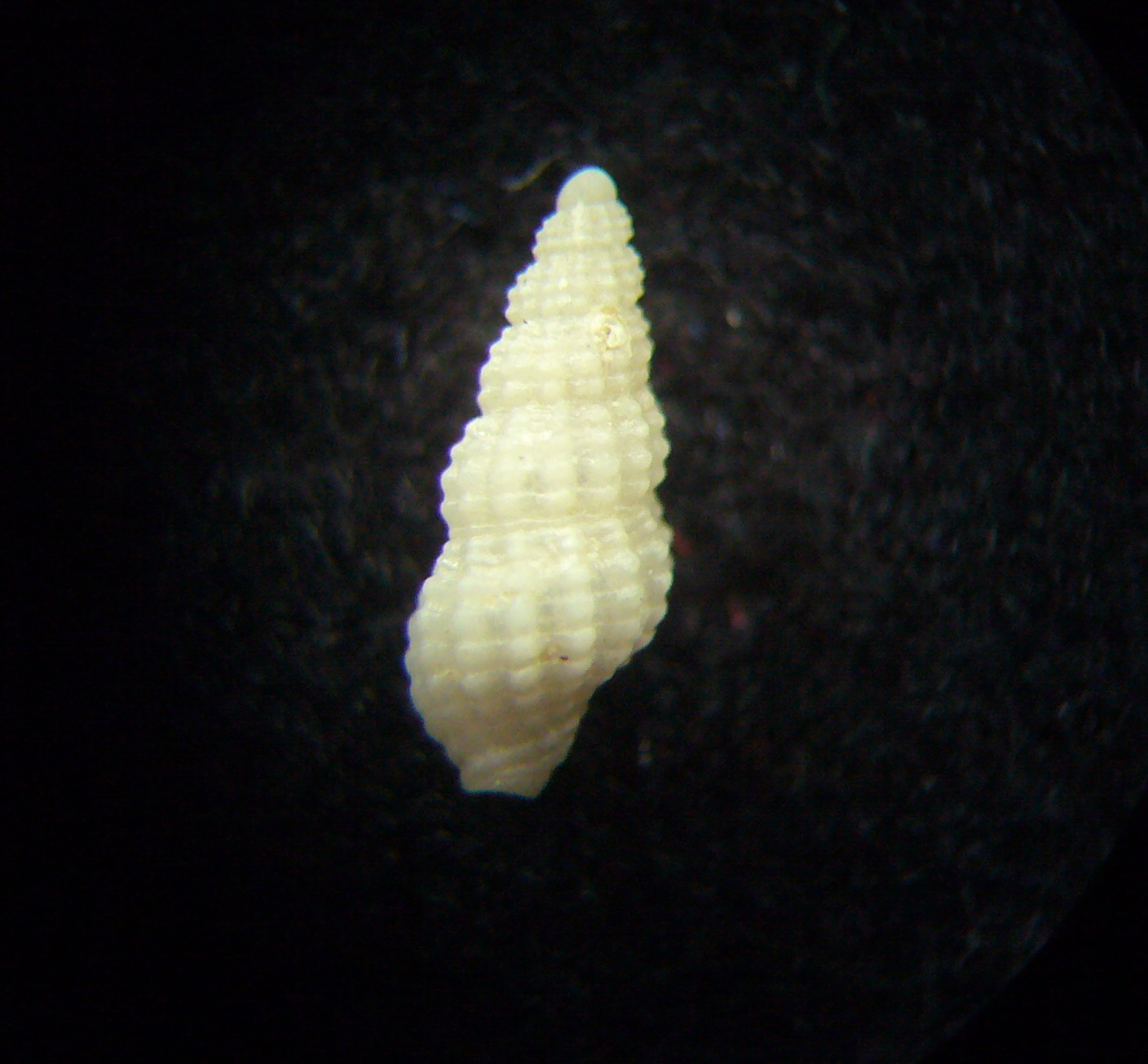 Chauvetia candidissima